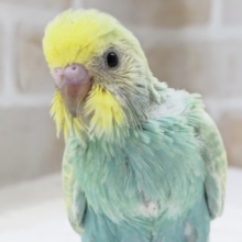 色合いたまらない～🌈 セキセイインコ(パステルレインボー)
