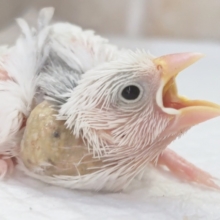 白の怪獣さん～🤍 白文鳥🐣