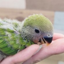 定番人気❤コザクラインコ(ノーマル)入荷しました❤
