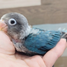 久しぶりの入荷✨ボタンインコ(ブルー)入荷しました❤