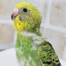 緑と黒がグッド～🍀 セキセイインコ(オパーリン)
