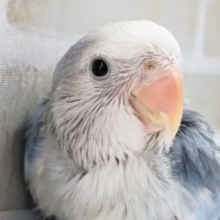 素敵なブルーの色合い～💙 コザクラインコ(ブルーオパーリン)