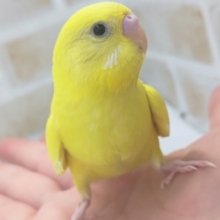 最新画像あり！ まっきっきの子～🐣 セキセイインコ(イエローダブルファクター)