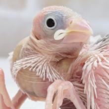 今はまだ小さな怪獣さん～🐣 白文鳥