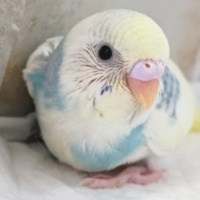 この色合いたまらん～🌈 セキセイインコ(パステルレインボーパイド)