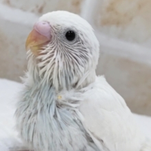 少し青が入ってます～🫧 セキセイインコ(白ダブルファクター)