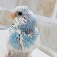 白多めパイドさん～🌤️ セキセイインコ(ブルーパイド)
