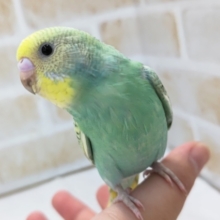 最新画像あり！ エメラルドグリーンと、黄色が素敵。パステルレインボーセキセイインコ入荷です