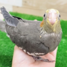 人気カラー✨オカメインコ(ノーマル)入荷しました❤