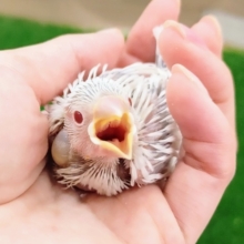 レアカラー✨文鳥のヒナ(シルバーイノ)入荷しました❤