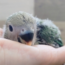 小桜インコのヒナ(ブルーチェリー)入荷しました❤