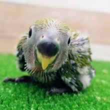 小桜インコ(ノーマル)のヒナ入荷しました❤