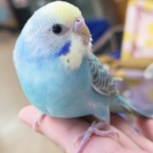 最新画像あり！ 魅力たっぷり～🌈 セキセイインコ(パステルレインボー)