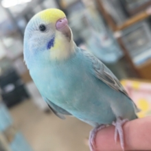最新画像あり！カキカキ大好きさん～🌈 セキセイインコ(パステルレインボー)