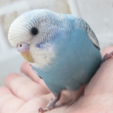 最新画像あり！ 鮮やかスカイブルー🩵 セキセイインコ(スパングル)