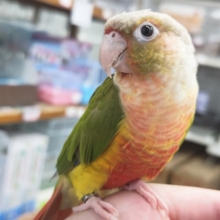 緊張気味だけどメチャクチャいいこですウロコインコのパイナップル