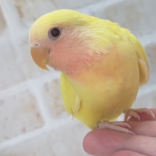 最新画像あり！ メラメラフレッシュ～🌞 コザクラインコ(ルチノー)