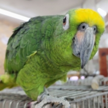 最新動画更新❤お話大好きなキビタイボウシインコさん入荷しています～💓