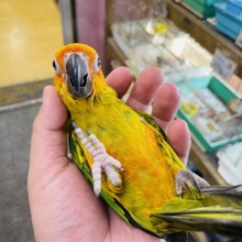 最新画像あります☆手の上大好きな甘えん坊！コガネメキシコインコ！！
