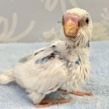 モクモク雲色ボディ☁️️꙳⟡ セキセイインコ 2023年8月生まれ