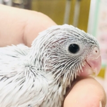 体は小さいけど　夢は大きく手乗りインコになること！！