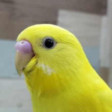 まぶしい黄色のセキセイインコ！ダブルファクターだよ。
