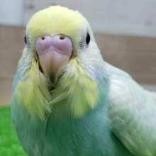 エメラルドグリーンのパステルレインボーセキセイインコ入荷です
