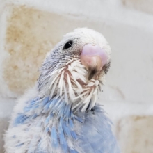 黒少なめです。ブルースパングルセキセイインコ入荷です