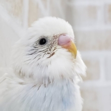 ダブルファクター！？よ～くみるとカラフルセキセイインコ