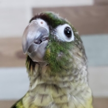 画像更新☆ノーマルがいい。ホオミドリウロコインコ～