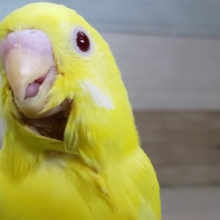 キラキラのルチノーセキセイインコいますよ。