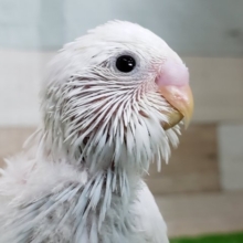やっぱり素敵！セキセイインコダブルファクター入荷です