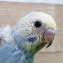 画像更新☆素敵なパステルレインボーセキセイインコ入荷～