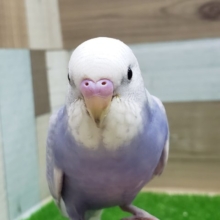 絶対可愛い！スパングルセキセイインコいますよ！