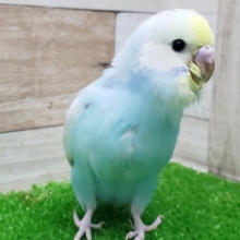 素敵な色のパステルレインボーセキセイインコいますよ。