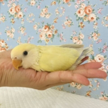上品な色合いにうっと〜り..💛手乗りコザクラインコ(シナモン)🫧