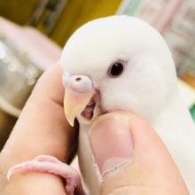 元気いっぱい！アルビーズです　セキセイインコ　R５　８／３１撮影