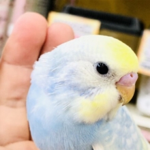 明るくレインボーやってきました　セキセイインコ　R５　８／２３撮影