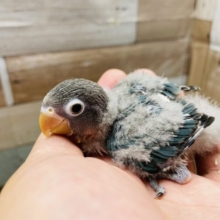 青いボディが綺麗なコ♪ブルーボタンインコ！！