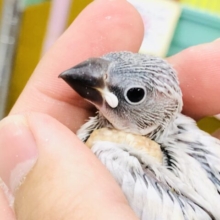 白銀の鳥がやってきた！！　復活！シルバー文鳥
