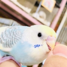 淡めカラーレインボー！　セキセイインコ　R５　８／２３撮影