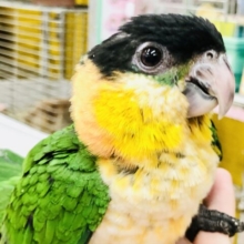 水泳帽被ってるんじゃないよ～　ズグロシロハラインコ　
