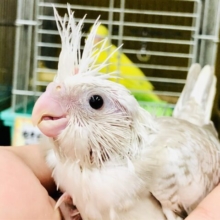お久しぶりの入舎となります！！　淡いシナモンはお好きですか？？