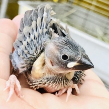 ぽつぽつ入舎が～・・・　増えてきた？　桜文鳥
