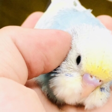 ほぉ～成長が楽しみですな～(´艸｀*)