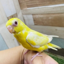 最新画像あります☆ヒナ餌卒業‼️明るいイエローと赤目が眩しい✨美声インコのルチノー！
