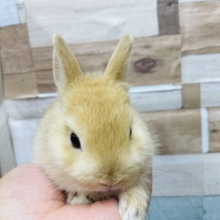 お耳の短さがバツグンに可愛いコ💕ネザーランドドワーフのオレンジ！