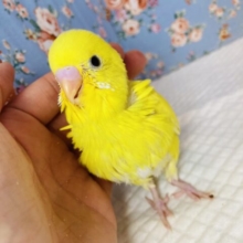 ピヨピヨ天使❤︎🐥尾羽のグリーンも最高です❤︎手乗りセキセイインコ(ダブルファクタースパングル)🪶✨