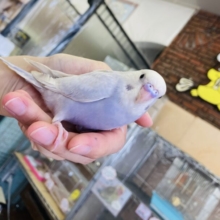 最高に人懐こい優雅なコ❤︎手乗りセキセイインコ(ライラック)💠