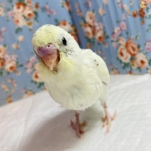 最っ高にかわいいです❤︎手乗りセキセイインコ(クリームハルクイン)🕊✨
